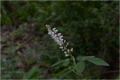 Desmodium heterocarpon var. strigosum